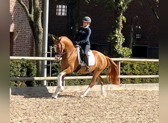 Deutsches Reitpony, Wallach, 4 Jahre, 153 cm, Fuchs