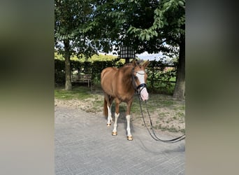 Deutsches Reitpony, Wallach, 4 Jahre, 153 cm, Fuchs