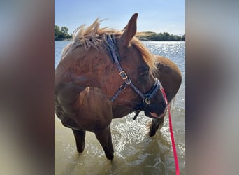 Deutsches Reitpony, Wallach, 4 Jahre, 153 cm, Fuchs