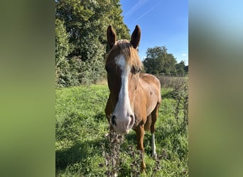 Deutsches Reitpony, Wallach, 4 Jahre, 153 cm, Fuchs