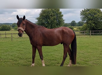 Deutsches Reitpony, Wallach, 4 Jahre, 154 cm, Brauner
