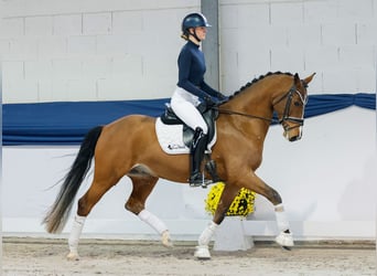 Deutsches Reitpony, Wallach, 4 Jahre, 154 cm, Brauner