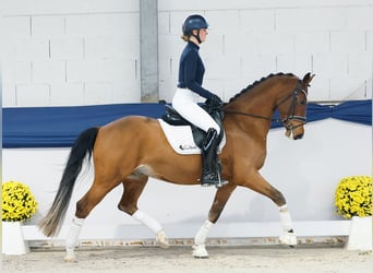 Deutsches Reitpony, Wallach, 4 Jahre, 154 cm, Brauner