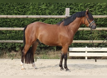 Deutsches Reitpony, Wallach, 4 Jahre, 154 cm, Brauner