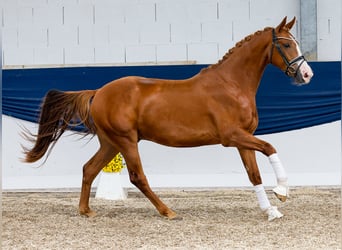 Deutsches Reitpony, Wallach, 4 Jahre, 154 cm, Fuchs