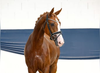 Deutsches Reitpony, Wallach, 4 Jahre, 154 cm, Fuchs