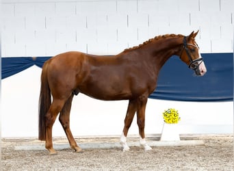 Deutsches Reitpony, Wallach, 4 Jahre, 154 cm, Fuchs
