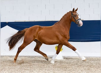Deutsches Reitpony, Wallach, 4 Jahre, 154 cm, Fuchs