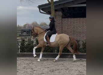 Deutsches Reitpony, Wallach, 4 Jahre, 154 cm, Fuchs