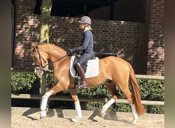 Deutsches Reitpony, Wallach, 4 Jahre, 154 cm, Fuchs