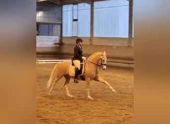 Deutsches Reitpony, Wallach, 4 Jahre, 154 cm, Palomino