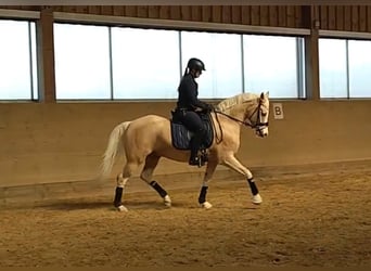 Deutsches Reitpony, Wallach, 4 Jahre, 154 cm, Palomino