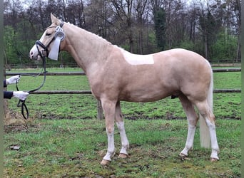 Deutsches Reitpony, Wallach, 4 Jahre, 154 cm, Palomino