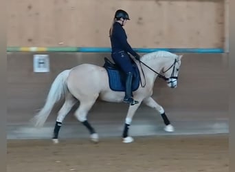 Deutsches Reitpony, Wallach, 4 Jahre, 154 cm, Palomino