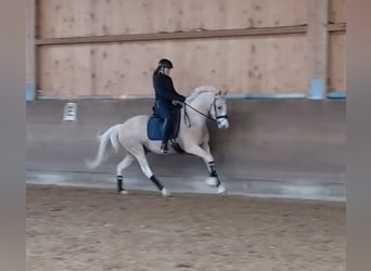 Deutsches Reitpony, Wallach, 4 Jahre, 154 cm, Palomino