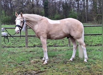 Deutsches Reitpony, Wallach, 4 Jahre, 154 cm, Palomino