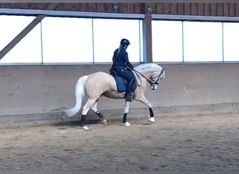 Deutsches Reitpony, Wallach, 4 Jahre, 154 cm, Palomino