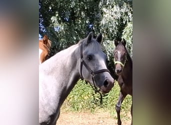 Deutsches Reitpony, Wallach, 4 Jahre, 154 cm, Schimmel