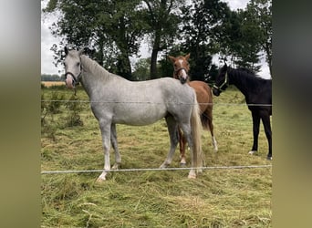 Deutsches Reitpony, Wallach, 4 Jahre, 154 cm, Schimmel