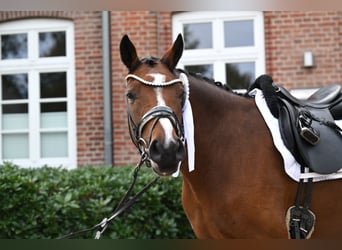 Deutsches Reitpony, Wallach, 4 Jahre, 155 cm, Brauner