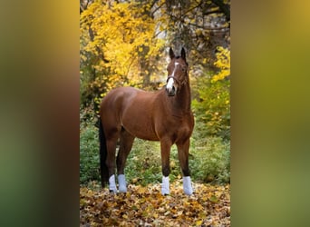 Deutsches Reitpony, Wallach, 4 Jahre, 155 cm, Brauner