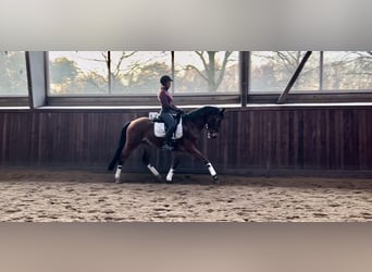 Deutsches Reitpony, Wallach, 4 Jahre, 155 cm, Brauner