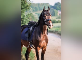 Deutsches Reitpony, Wallach, 4 Jahre, 155 cm, Dunkelbrauner