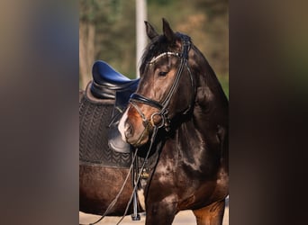 Deutsches Reitpony, Wallach, 4 Jahre, 155 cm, Dunkelbrauner