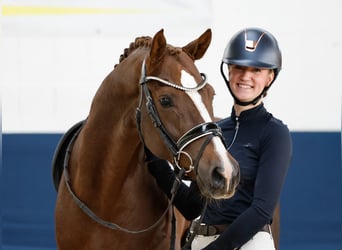 Deutsches Reitpony, Wallach, 4 Jahre, 155 cm, Dunkelfuchs