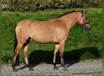 Deutsches Reitpony, Wallach, 4 Jahre, 155 cm, Falbe