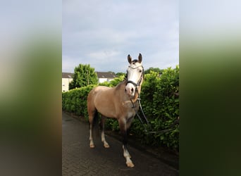 Deutsches Reitpony, Wallach, 4 Jahre, 155 cm, Falbe