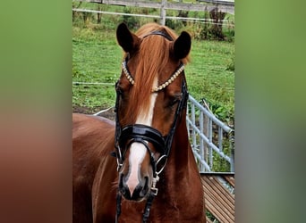 Deutsches Reitpony, Wallach, 4 Jahre, 155 cm, Fuchs
