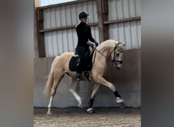 Deutsches Reitpony, Wallach, 4 Jahre, 155 cm, Palomino