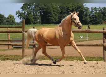 Deutsches Reitpony, Wallach, 4 Jahre, 155 cm, Palomino