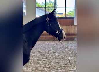 Deutsches Reitpony, Wallach, 4 Jahre, 155 cm, Rappe