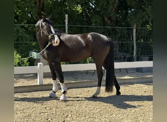 Deutsches Reitpony, Wallach, 4 Jahre, 155 cm, Rappe