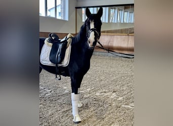 Deutsches Reitpony, Wallach, 4 Jahre, 155 cm, Rappe