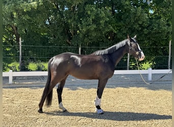 Deutsches Reitpony, Wallach, 4 Jahre, 155 cm, Rappe