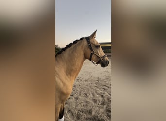 Deutsches Reitpony, Wallach, 4 Jahre, 156 cm, Buckskin