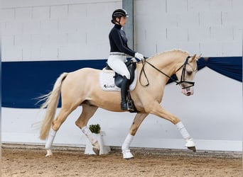 Deutsches Reitpony, Wallach, 4 Jahre, 156 cm, Palomino