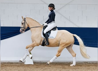 Deutsches Reitpony, Wallach, 4 Jahre, 156 cm, Palomino