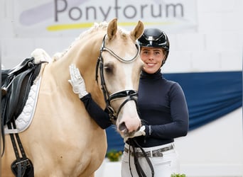 Deutsches Reitpony, Wallach, 4 Jahre, 156 cm, Palomino