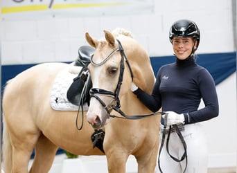 Deutsches Reitpony, Wallach, 4 Jahre, 156 cm, Palomino