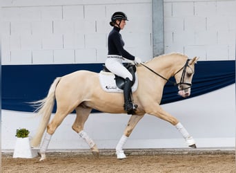 Deutsches Reitpony, Wallach, 4 Jahre, 156 cm, Palomino