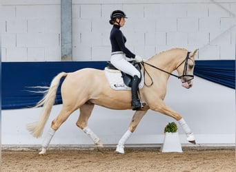 Deutsches Reitpony, Wallach, 4 Jahre, 156 cm, Palomino