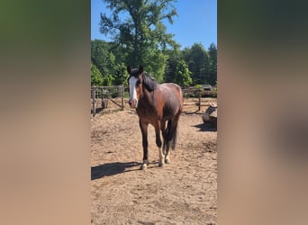 Deutsches Reitpony Mix, Wallach, 4 Jahre, 157 cm, Dunkelbrauner