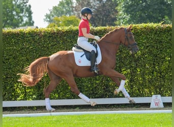 Deutsches Reitpony, Wallach, 4 Jahre, 157 cm, Fuchs