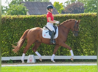 Deutsches Reitpony, Wallach, 4 Jahre, 157 cm, Fuchs