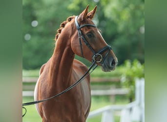 Deutsches Reitpony, Wallach, 4 Jahre, 157 cm, Fuchs