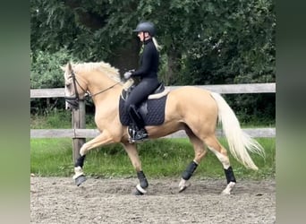 Deutsches Reitpony, Wallach, 4 Jahre, 157 cm, Palomino